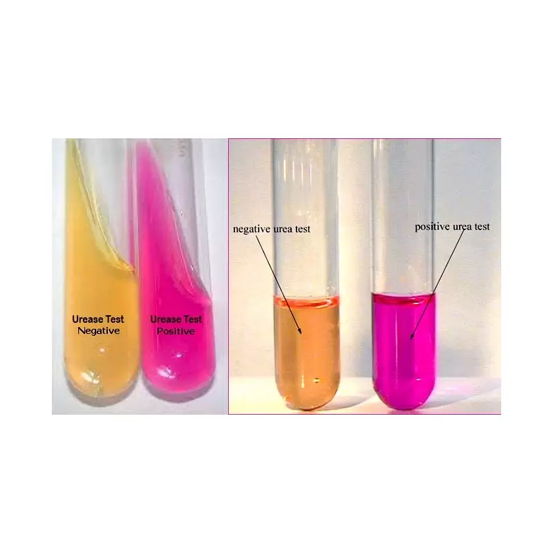 Hpylori CLO test liquid form in biopsy samples kit of 25