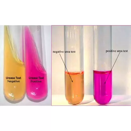 Hpylori CLO test liquid form in biopsy samples kit of 25