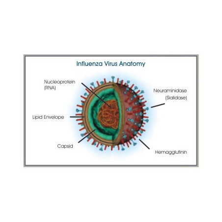 Test γρίπης Influenza A/B