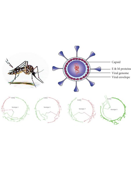 Dengue fever antigen test 1 test/kit Dengue fever antigen test 1 test/kit